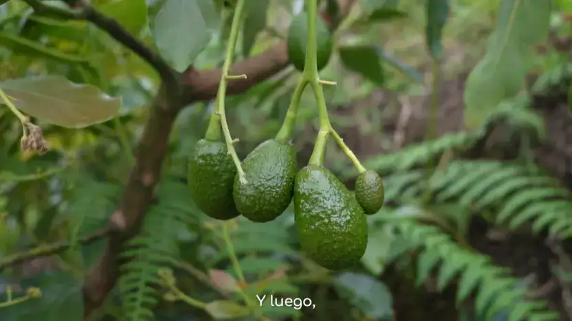 miniatura video