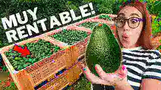 miniatura video